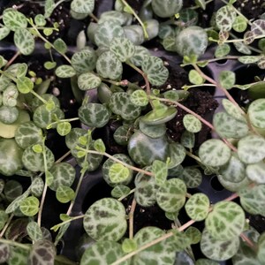 Vining Turtle String of Turtles Vining Starter Plant **(ALL Starter Plants Require ...