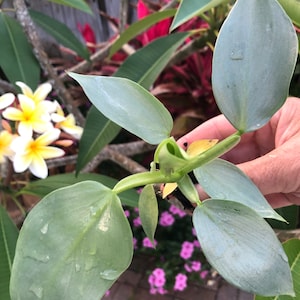 Silver Sword Plant - Etsy