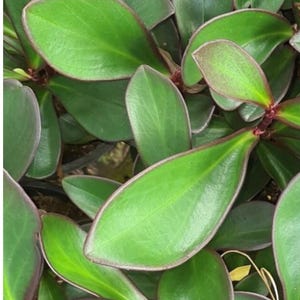 Peperomia Red Edge Starter Plant **(ALL starter plants require you to purchase any 2 plants)**