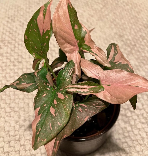 Syngonium “Pink Splash” starter plant **(ALL starter plants require you to purchase any 2 plants)**