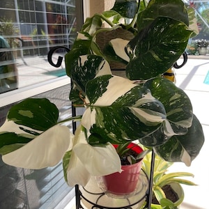 Philodendron Punctata **(ALL starter plants require you to purchase any 2 plants)**