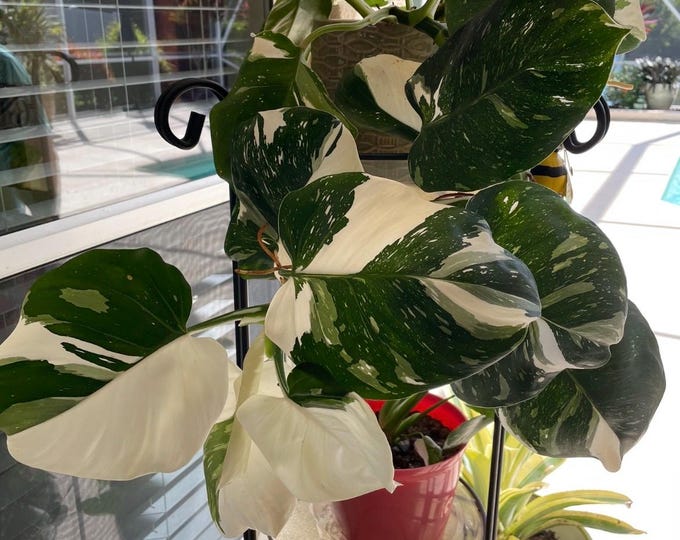 Philodendron Punctata **(ALL starter plants require you to purchase any 2 plants)**