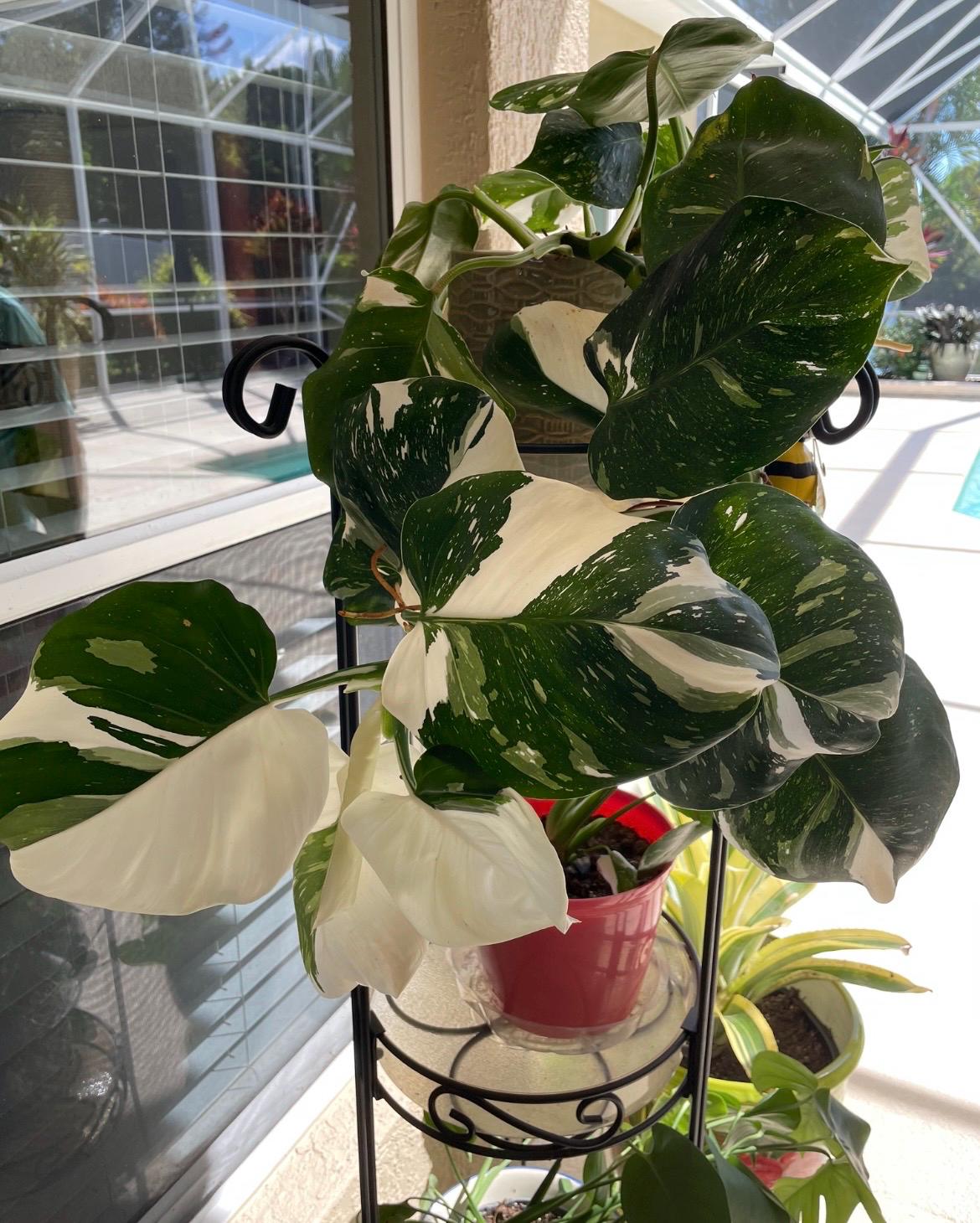 Philodendron Punctata **(ALL Starter Plants Require You to Purchase Any 2  Plants)** - Etsy