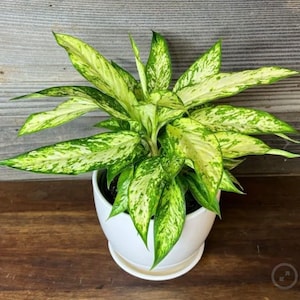 Dieffenbachia “Star Bright” starter plant **(ALL starter plants require you to purchase any 2 plants)**