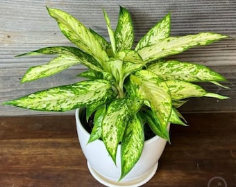 Dieffenbachia “Star Bright” starter plant **(ALL starter plants require you to purchase any 2 plants)**