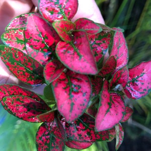 Hypoestes RED starter plant (Polka Dot Plant) **ALL starter plants require you to purchase 2 plants! **