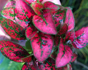 Hypoestes RED starter plant (Polka Dot Plant) **ALL starter plants require you to purchase 2 plants! **