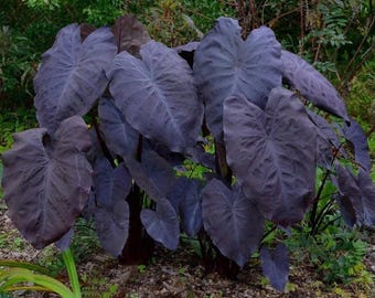Colocasia “Black Magic” Esculenta Elephant Ear Starter Plant. **ALL starter plants require you to purchase 2 plants! **