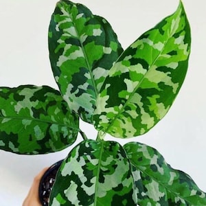 Puede incluir: Primer plano de una planta de interior con hojas grandes y abigarradas. Las hojas muestran un patrón de camuflaje en verde claro y oscuro, con manchas blancas. La planta está en una maceta negra, sobre un fondo blanco.