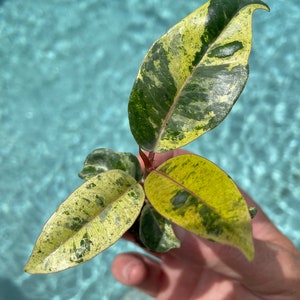 Ficus Moonshine Shivereana Starter Plant **ALL starter plants require you to purchase 2 plants! **