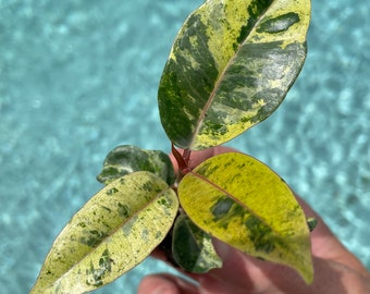 Ficus Moonshine Shivereana Starter Plant **ALL starter plants require you to purchase 2 plants! **