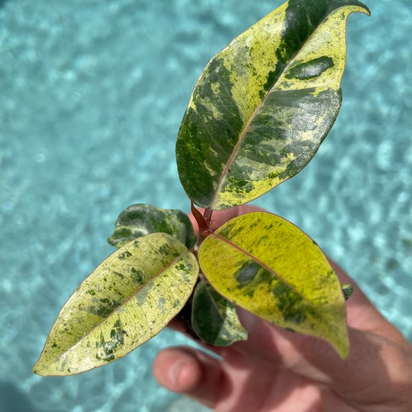 Ficus Moonshine Shivereana Starter Plant **ALL starter plants require you to purchase 2 plants! **