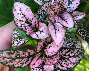 Hypoestes PINK starter plant (Polka Dot Plant) **ALL starter plants require you to purchase 2 Plants! **