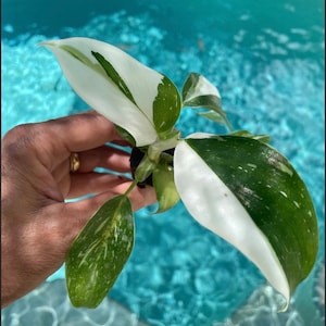 monstera pendente Rare Monstera Adansonii 'Swiss Cheese'