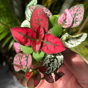 Hypoestes Mix starter plant (Polka Dot Plant) **ALL starter plants require you to purchase 2 plants! **