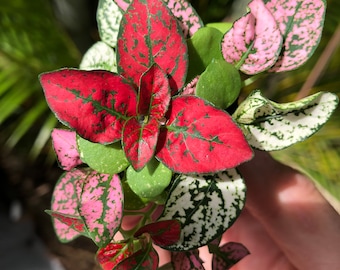 Hypoestes Mix starter plant (Polka Dot Plant) **ALL starter plants require you to purchase 2 plants! **