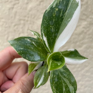 Puede incluir: Una peque&ntilde;a planta de interior con hojas variegadas. Las hojas son verdes con vetas blancas. La planta est&aacute; siendo sostenida por una mano.
