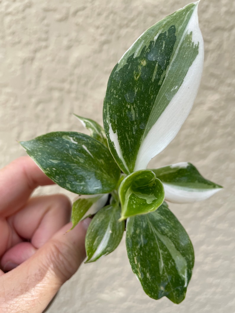 Puede incluir: Una peque&ntilde;a planta de interior con hojas variegadas. Las hojas son verdes con vetas blancas. La planta est&aacute; siendo sostenida por una mano.