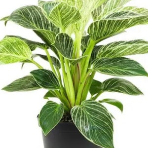Philodendron Birkin starter plant **(ALL starter plants require you to purchase any 2 plants)**