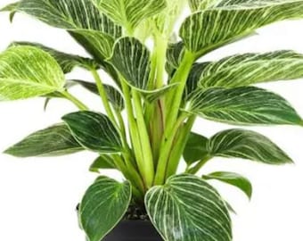 Philodendron Birkin starter plant **(ALL starter plants require you to purchase any 2 plants)**