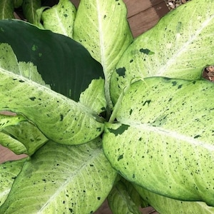 Dieffenbachia Camouflage starter plant **(ALL starter plants require you to purchase any 2 plants)**