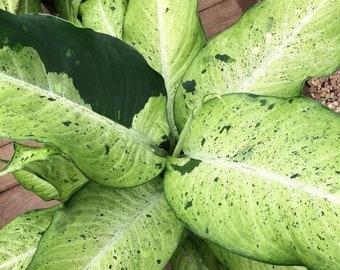 Dieffenbachia Camouflage starter plant **(ALL starter plants require you to purchase any 2 plants)**