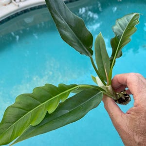 Philodendron Tiger Tooth Starter Plant(ALL STARTER PLANTS require you to purchase 2 plants!