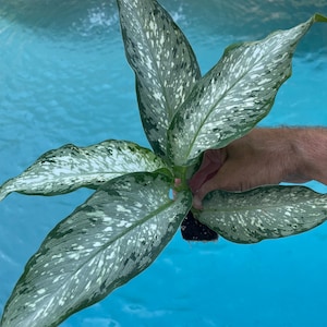 Dieffenbachia Tiki starter plant **(ALL starter plants require you to purchase any 2 plants)**