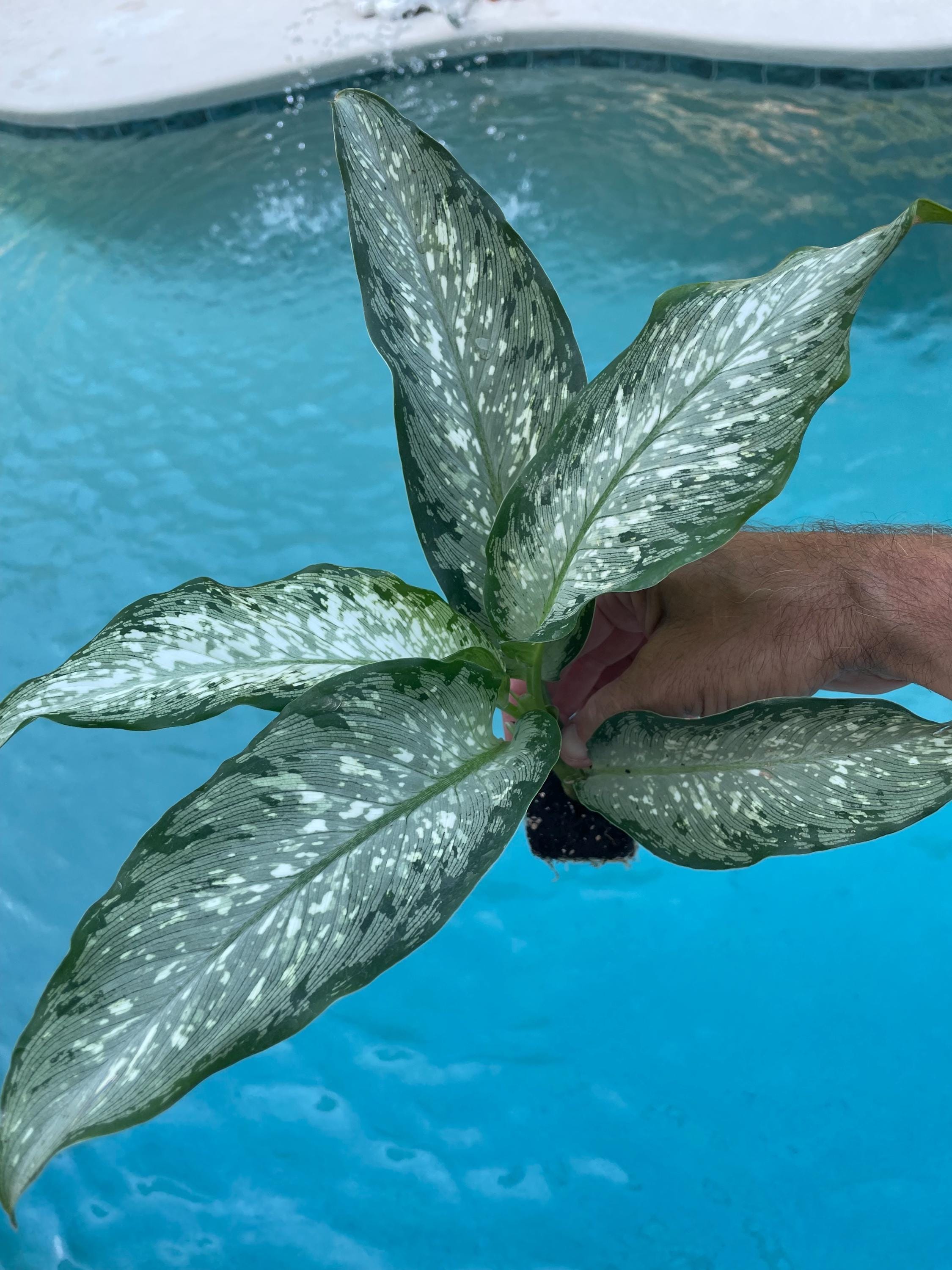 Dieffenbachia Tiki Starter Plant **(ALL Starter Plants Require You