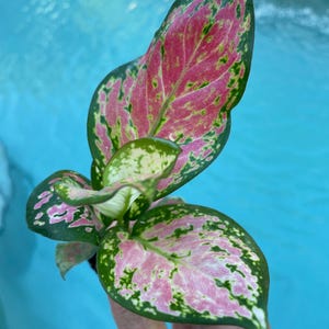 May include: A pink and green houseplant with large, variegated leaves. The leaves have a mottled pattern of pink, green, and white.