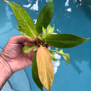Philodendron prince of orange Starter Plant (ALL STARTER PLANTS require you to purchase 2 plants!)