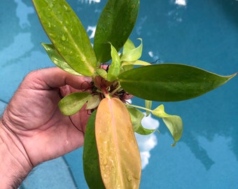 Philodendron prince of orange Starter Plant (ALL STARTER PLANTS require you to purchase 2 plants!)
