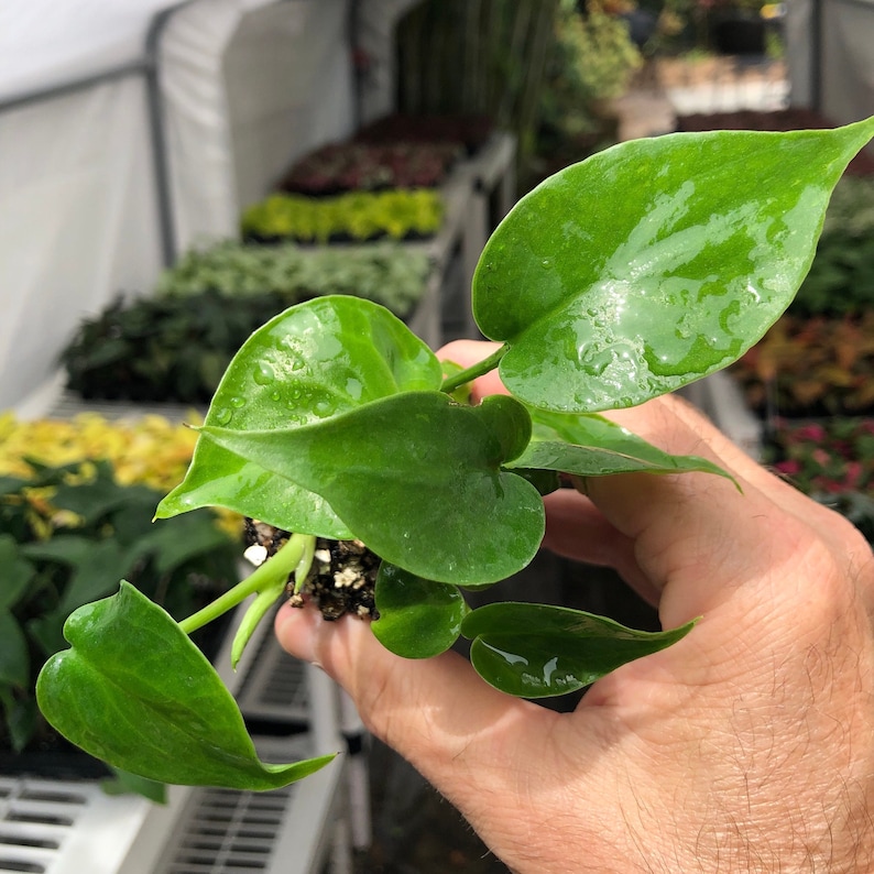Op de afbeelding: Een close-up van een groene kamerplant met hartvormige bladeren. De plant wordt in een hand gehouden.
