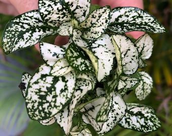 Hypoestes WHITE starter plant (Polka Dot Plant) **ALL starter plants require you to purchase 2 plants! **