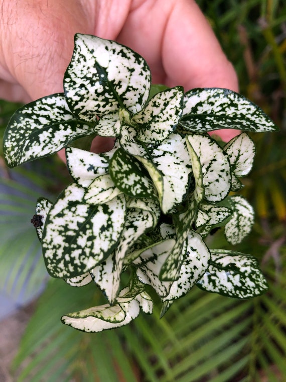 pink indoor plant Shop Pink Polka Dot Plant With Care Guide