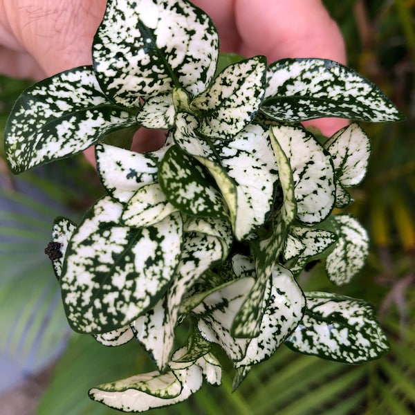 Hypoestes WHITE starter plant (Polka Dot Plant) **ALL starter plants require you to purchase 2 plants! **