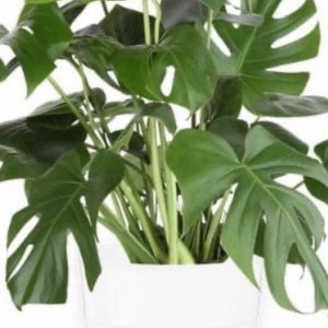 Op de afbeelding: Een groene Monstera-plant in een witte keramische pot met een geribbelde textuur.