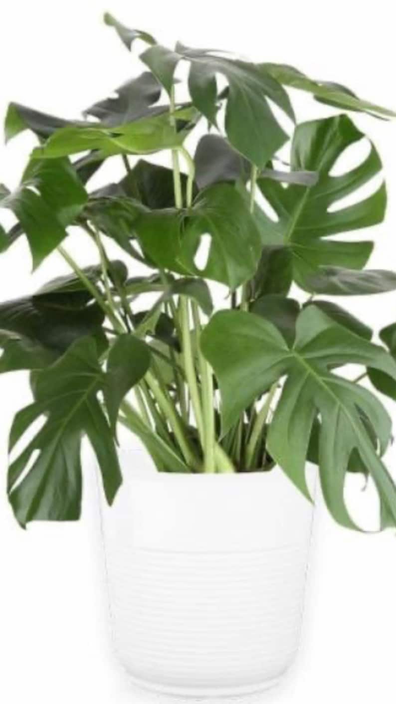Op de afbeelding: Een groene Monstera-plant in een witte keramische pot met een geribbelde textuur.