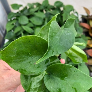Op de afbeelding: Close-up van een groene kamerplant met grote, hartvormige bladeren. De bladeren zijn glanzend en hebben een licht getextureerd oppervlak.