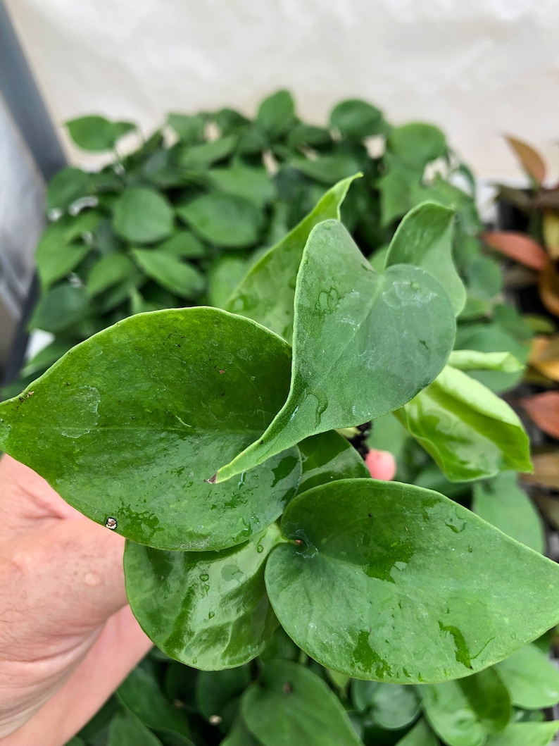 Op de afbeelding: Close-up van een groene kamerplant met grote, hartvormige bladeren. De bladeren zijn glanzend en hebben een licht getextureerd oppervlak.