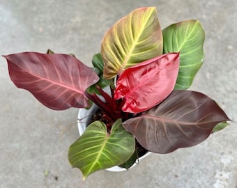 Philodendron Red Sun Starter plant **(ALL starter plants require you to purchase any 2 plants)**