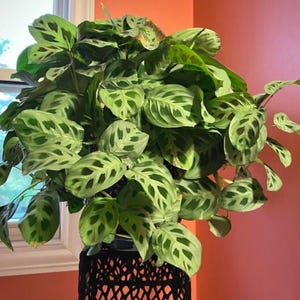 Maranta Leuconeura Starter Plant: Easy-Care plant.  **ALL starter plants require you to purchase 2 plants! **