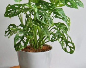 Monstera Adansonii (Swiss Cheese Plant) Starter Plant. **ALL starter plants require you to purchase 2 plants!**