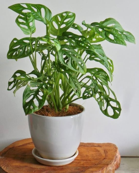 Monstera Adansonii (Swiss Cheese Plant) Starter Plant. **ALL starter plants require you to purchase 2 plants!**