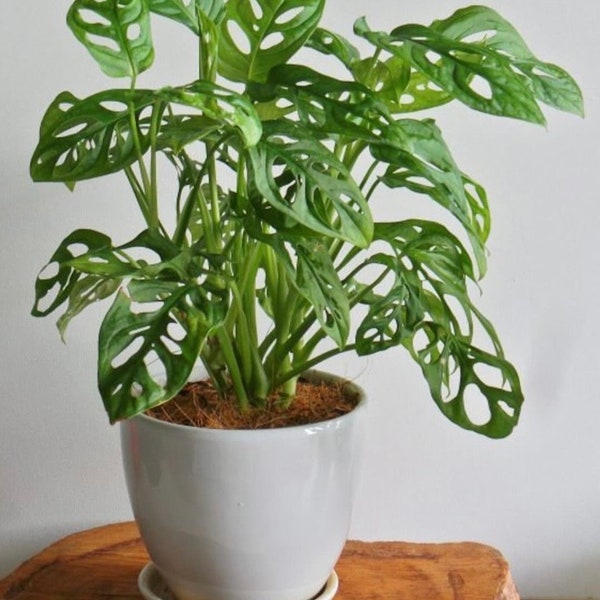 Monstera Adansonii (Swiss Cheese Plant) Starter Plant. **ALL starter plants require you to purchase 2 plants!**
