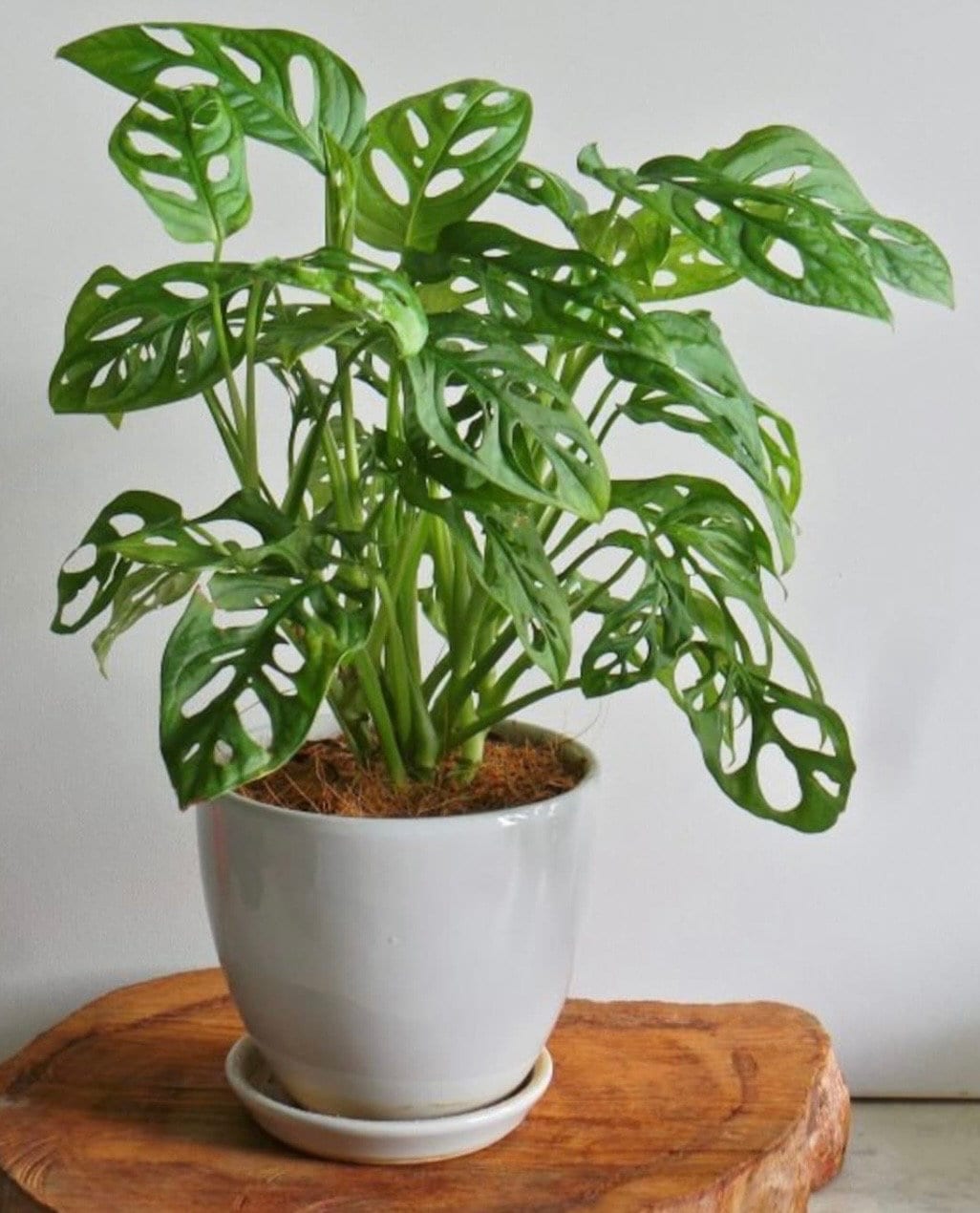 monstera adansonii a monkey mask Monstera Adansonii Monkey Mask main image 0