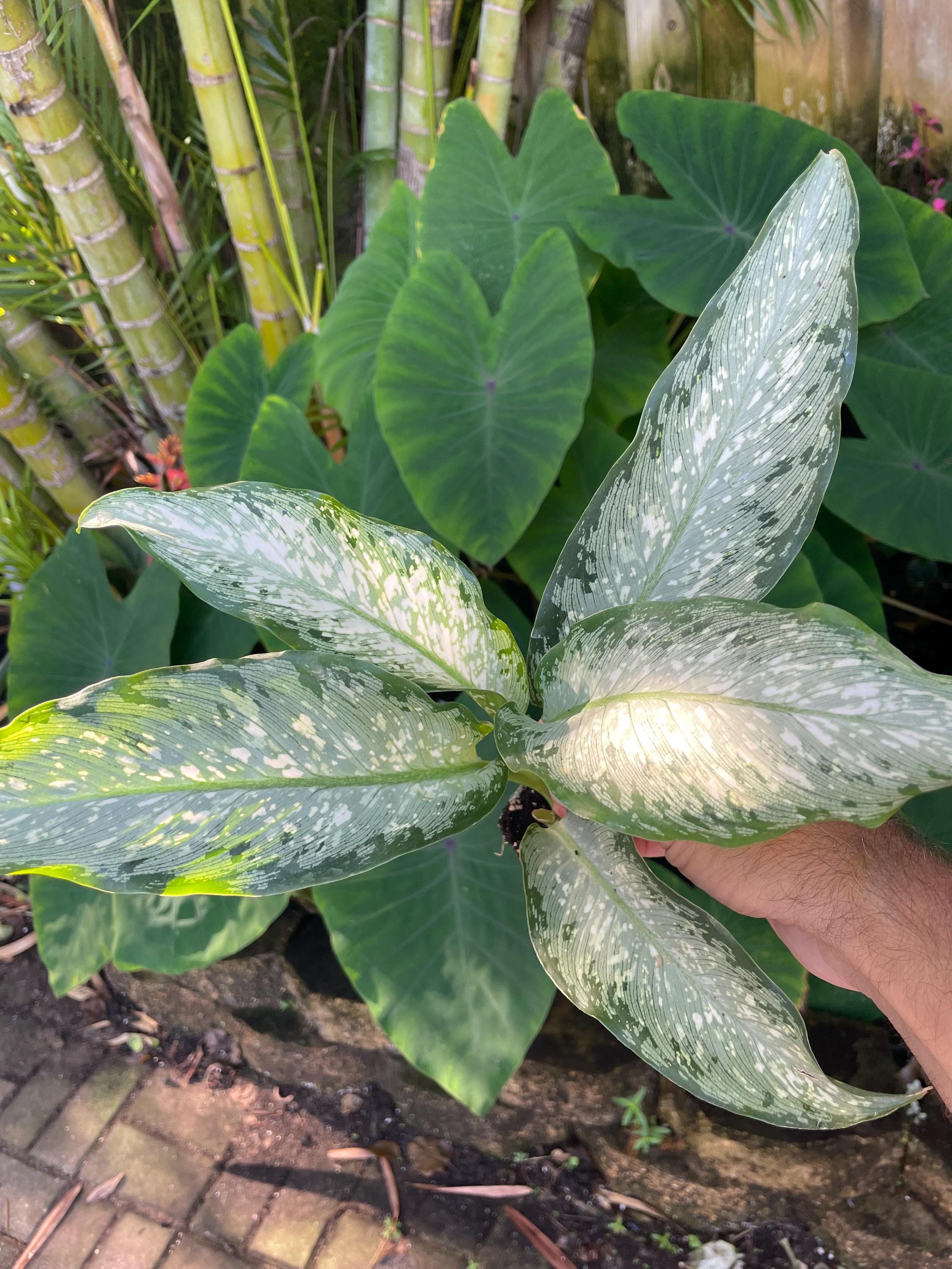 Dieffenbachia Tiki Starter Plant **(ALL Starter Plants Require You to  Purchase Any 2 Plants)** - Etsy