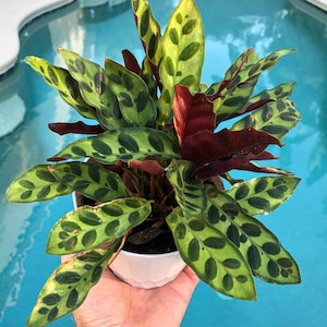 Calathea Lancifolia (Rattlesnake Plant) starter plant **(ALL starter plants require you to purchase any 2 plants)**