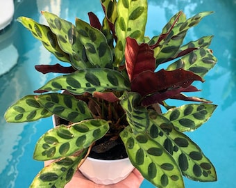 Calathea Lancifolia (Rattlesnake Plant) starter plant **(ALL starter plants require you to purchase any 2 plants)**