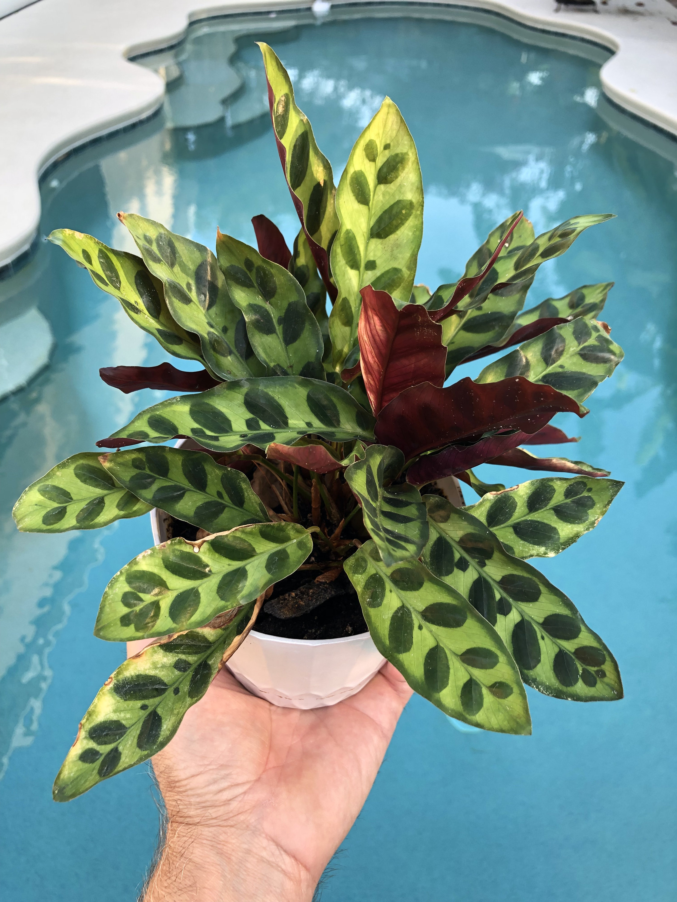 Calathea Mix - Etsy